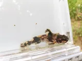 Piebald Madtom, photographed in Tennessee