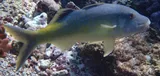 Blue Goatfish