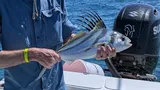 Roosterfish, photographed in Guanacaste