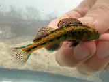 Duck Darter, photographed in Tennessee