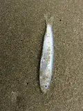 Pacific Sardine, photographed in Auckland