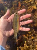 Apache Trout, photographed in Arizona