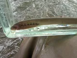 American Brook Lamprey, photographed in Ohio