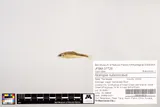 Saffron Shiner, photographed in Tennessee