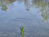Sacramento Pikeminnow, photographed in California