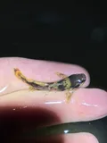 Northern Madtom, photographed in Pennsylvania