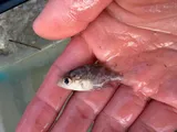 Rock Bass, photographed in Ohio