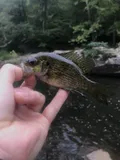 Roanoke Bass, photographed in North Carolina