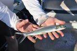 Ladyfish, photographed in Florida