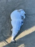 Smooth Puffer, photographed in Rio de Janeiro