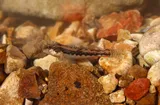 Black Darter, photographed in Tennessee