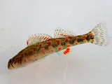 Holiday Darter, photographed in Alabama