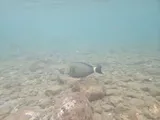 Ringtail Surgeonfish, photographed in Saint-Pierre