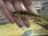 Blotchside Logperch, photographed in Tennessee