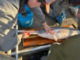 American Paddlefish, photographed in Ohio