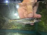 Gravel Chub, photographed in Missouri