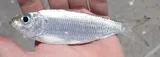 Scaled Sardine, photographed in Florida