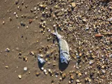 Atlantic Menhaden, photographed in Delaware