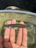 Piketop Minnow, photographed in Florida