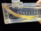 Southern Brook Lamprey, photographed in Tennessee