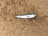 Atlantic Red Herring, photographed in New South Wales
