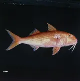 Rosy Goatfish
