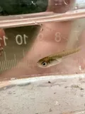 Largespring Gambusia, photographed in Texas