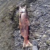 Chinook Salmon, photographed in Santa Cruz