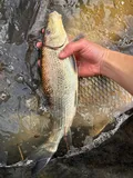 Spotted Sucker, photographed in Ohio