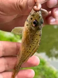 Ruffe, photographed in Sachsen