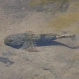 Torrent Sculpin, photographed in Oregon