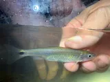 Blacktail Shiner, photographed in Mississippi