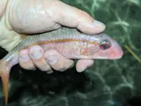 Yellowfin Goatfish, photographed in Hawaii