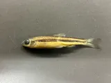 Ironcolor Shiner, photographed in North Carolina