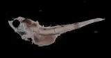 Oarfish