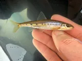 Streamline Chub, photographed in Ohio