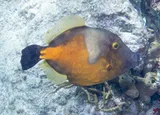 Whitespotted Filefish