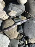 White Barracudina, photographed in Washington