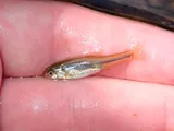 Allegheny Pearl Dace, photographed in Pennsylvania