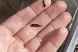Everglades Pygmy Sunfish, photographed in North Carolina