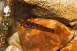 Guardian Darter, photographed in Tennessee