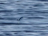 Atlantic Sailfin Flyingfish