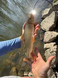 Golden Redhorse, photographed in Ontario