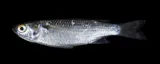 Kanda Mullet, photographed in Hawaii