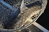 Gafftopsail Catfish, photographed in Florida