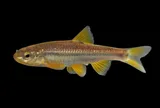 Roundnose Minnow, photographed in New Mexico