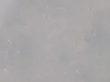 Mosquitofish, photographed in Texas