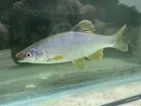 Steelcolor Shiner, photographed in Ohio
