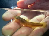 Speckled Madtom, photographed in Mississippi