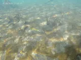 Redear Sunfish, photographed in Florida